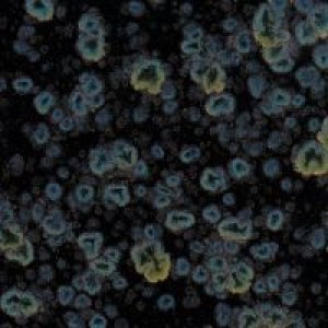CG786 - Obsidian